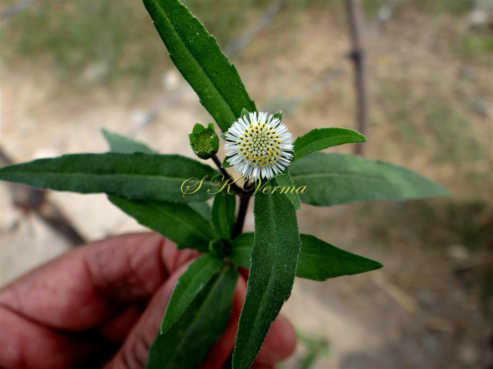  Flowering shoot with capitula